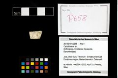 Foto (Objekt + Etikett) von Cyclothyreus sp.  (NHMW-GEO-2014-0194-0658)